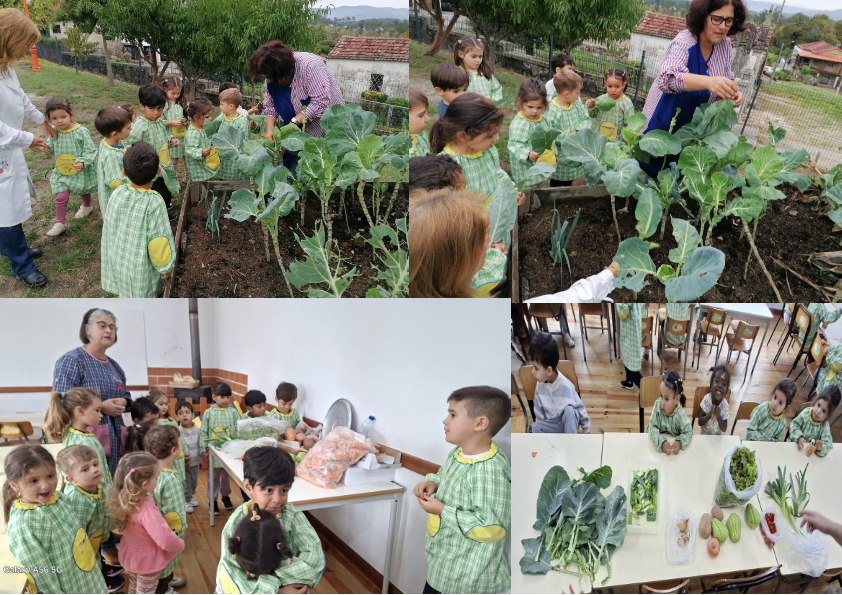 Da horta à mesa: as couves-galegas no sucesso da confeção da sopa